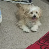 سگ عروسکی|سگ|شیراز, بعثت|دیوار