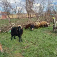 فروش ۶ جفت میش بهمراه بره  و یک قوچ افشار