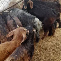 ۱۱عددبزغاله