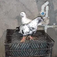 کبوتر تهرانی زوردار روانسر
