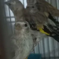 جوجه سهره