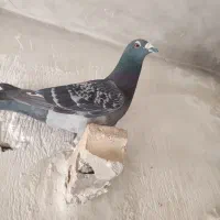 کبوتر پلاکی چهارعدد