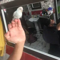 پرنده مرغ عشق جوان