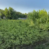 فروش نهال ۲ساله ۳ ساله