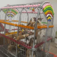 شش ماده سهره دونی ۳۵۰