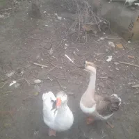 غوغازنروغازه.ماده‌‌محلی‌دوملیون‌سیصد