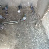 کبوتر فروشی پلاکی از اهواز