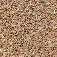 گندم آفتاب برداشت امسال شهر دیر