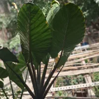 گل بابا ادم