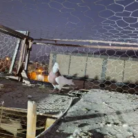 فروش کبوتر|پرنده|جهرم, |دیوار