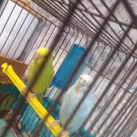 پرنده