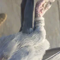 ماده پلاکی|پرنده|ملایر, |دیوار