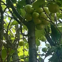 باغ و زمین فروشی روستا دیزیجان