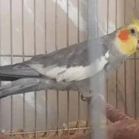 جفت عروس هلندی با وسایل