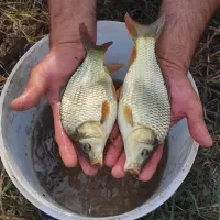 خرید و فروش ماهی و بچه ماهی کپور و آمور