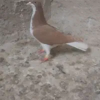 کبوتر کفتر|پرنده|اقبالیه, |دیوار