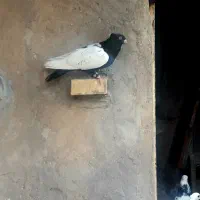 کبوتر|پرنده|سوسنگرد, |دیوار