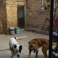 سگ نگهبان|سگ|خسروشاه, |دیوار