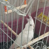 عروس هلندی البینو