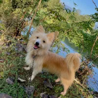 پامرین نر ۲ ساله