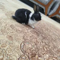 خرگوش کوچولو