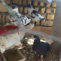 کبوتر