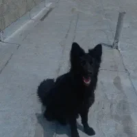 سگ ژرمن بلک ماده