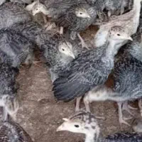 فروش فوری ۴۵ عدد جوجه بوقلمون ۷ روزه