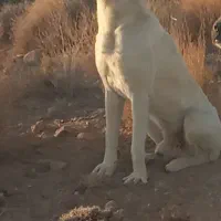 فروش سگ|سگ|سیرجان, |دیوار