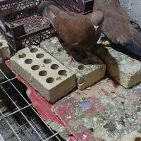 پرنده|پرنده|اهواز, امانیه|دیوار