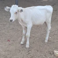 ۱راس گوساله نر مونت بلیارد اصل