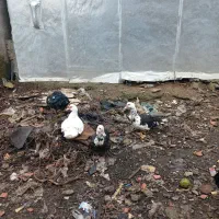 اردک اسرائیلی