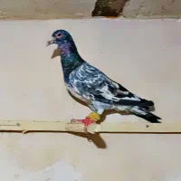 سار سرور خطی.هفترنگ.قزوینی