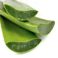 گل آلوورا ۵۰ مقطوع