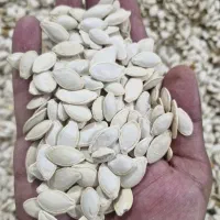 کدو گوشتی ممتاز