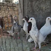 کبوتر موشی سرور سینه ای|پرنده|لنجان, |دیوار