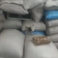 یک عدد کبوتر دوکت خوشگل|پرنده|جهرم, |دیوار