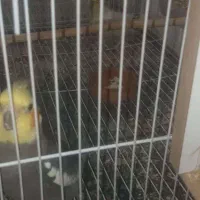 عروس هلندی باجوجه