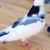 کبوتربازان|پرنده|فومن, |دیوار