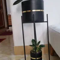 گل طبیعی و استند گل