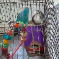 طوطی. برزیلی|پرنده|تهران, خانی‌آباد|دیوار