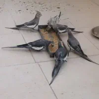 عروس هلندی نروماده تخم گذار|پرنده|آباده, |دیوار