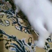 خر گوش