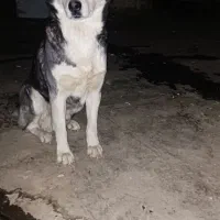 سگ هاسگی|سگ|مشهد, امیرآباد|دیوار