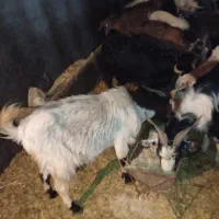 بز آبستن داشتی|حیوانات مزرعه|دورود, |دیوار