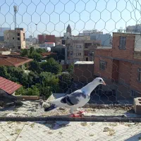 کبوتر آلمانی 4 تا باهم فروشی