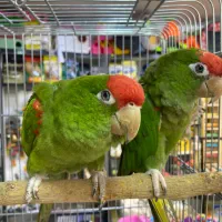 طوطی کانور سر گیلاسی