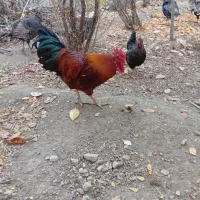 خروس محلی ، مرغ ، اردک