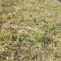 بز نر پاکستانی