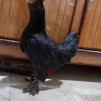مرغ سلطان|حیوانات مزرعه|مبارکه, |دیوار